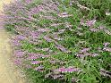 Salvia leucantha 